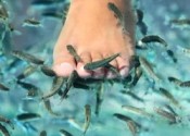 Fish Foot Spa